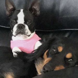 Meet your Posher, Dawn